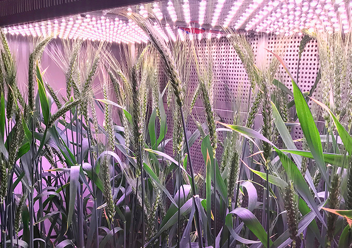 Wheat growing room